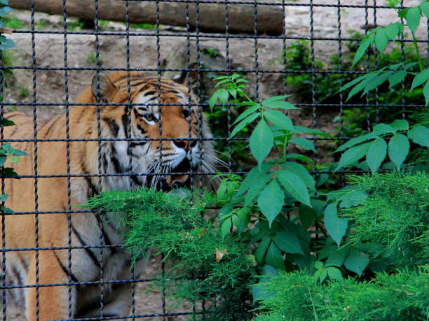 누가 나랑 놀고 싶어? - tiger zoo animal awe 뉴스 사진 이미지