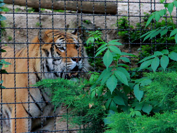 quem quer brincar comigo? - tiger zoo animal awe - fotografias e filmes do acervo