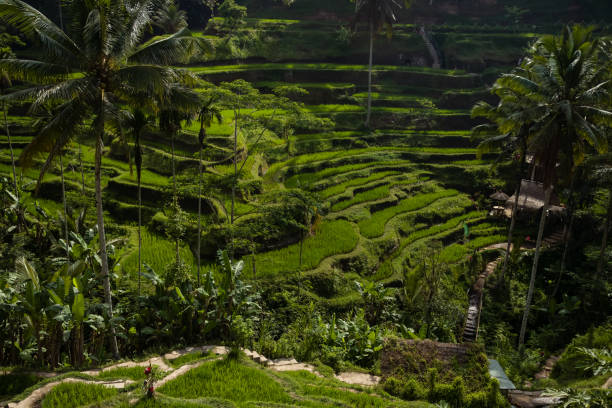 istock Ubud, Bali Rice Terraces 1475996990