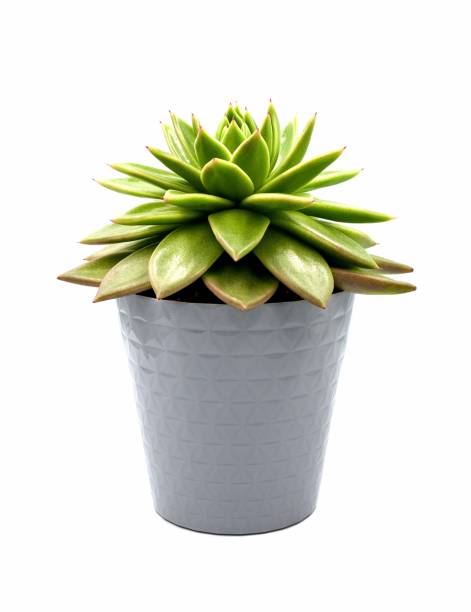 istock Succulent plant in a pot 1475997112