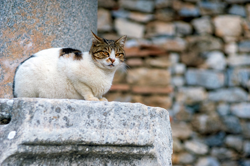 View of a stray cat sitting on the antique wall of Ephesus Ancient City.