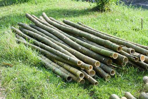 Bamboo, is a perennial evergreen flowering plant from the Bambusoideae subfamily which belongs to the Poaceae family