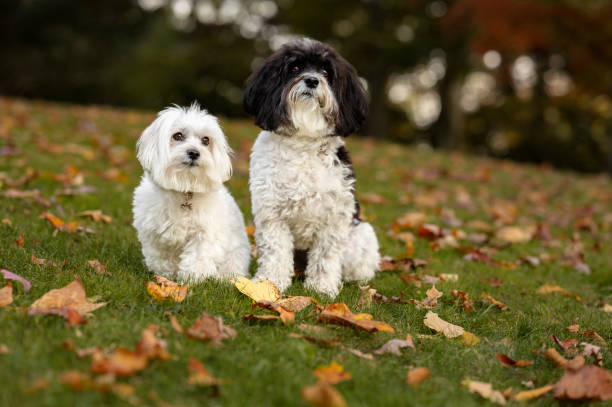 istock Two lhasa dogs in the park 1476006159
