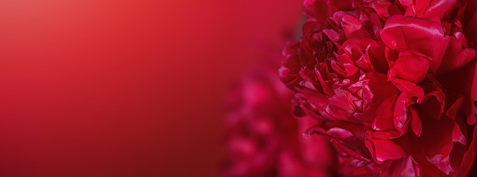 Аbstract romance background with delicate red peonies flowers, close-up. Romantic banner with free copy space for text