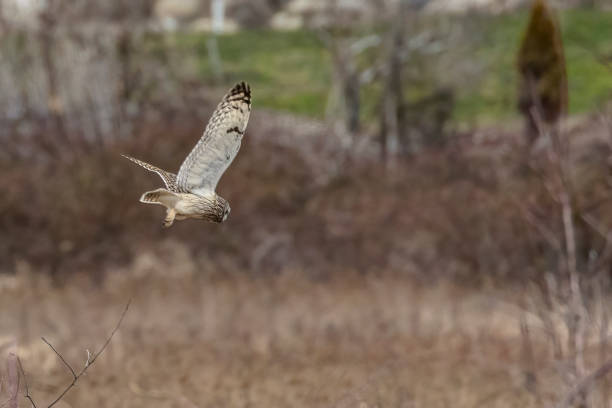 istock short-eared owl flying in the wild 1476007421