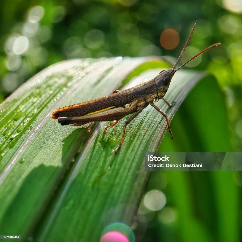 Go Oh Insect Little Grasshopper Sunbathing Insect Stock Photo - Download Image Now ...