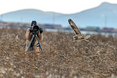 Photographer shooting short eared owl