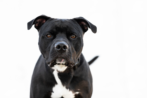 One black Pitbull dog lying on the grass looking at the camera by a white background