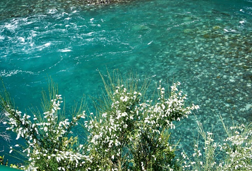 Turquoise clear waters in the Petrohue waterfall in the south of Chile with white flowers in the front