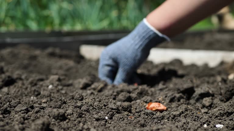 The hand of a gloved farmer woman sowing onions in an organic garden, a close-up of a hand planting seeds in the soil