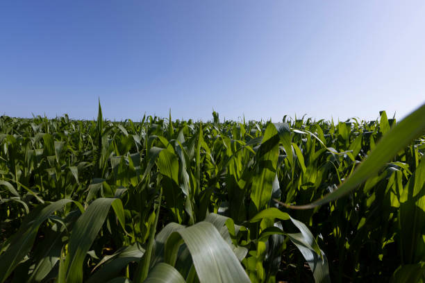 istock Green corn bushes in the field 1476012195