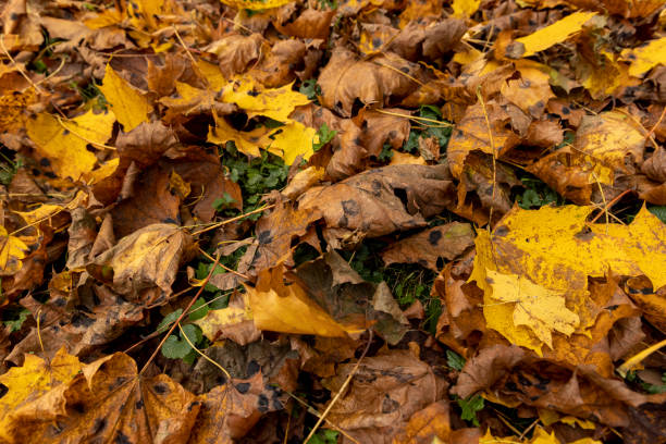 istock Orange maple foliage lies on the ground 1476012364