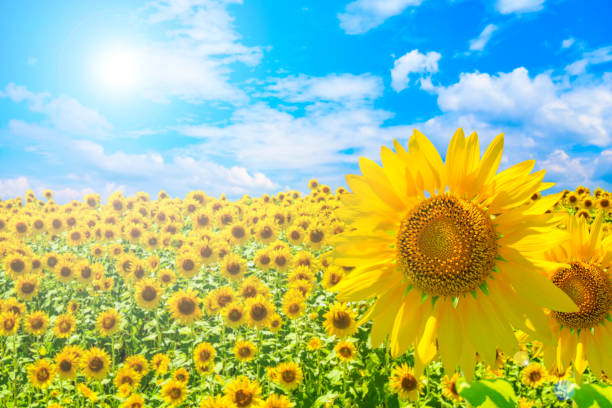 istock Landscape photos of many sunflower fields 1476012934