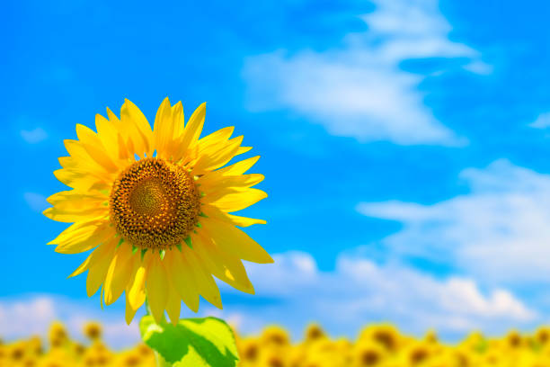 Yellow sunflowers bloom against a blue sky background.