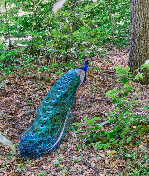A peacock, its plumage in vibrant hues, wanders into the lush forest, where the sun's rays filter through the leaves and create a play of light and shadow.
