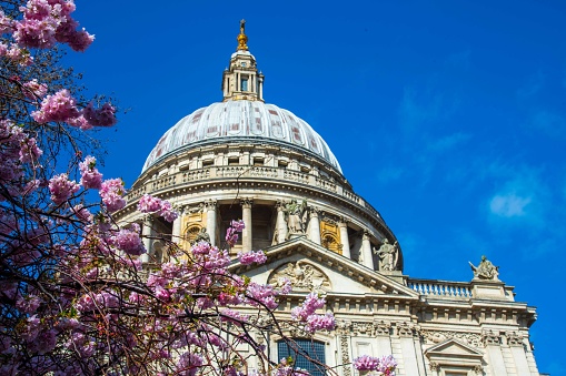 St Paul's Cathedral and cherry blossoms