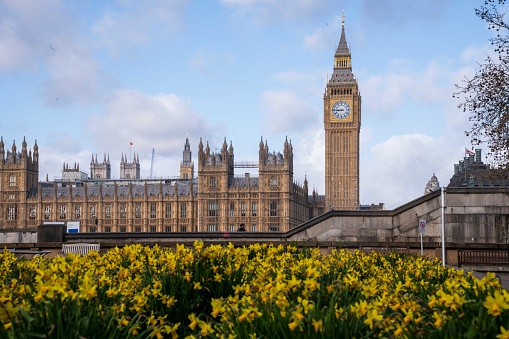 Daffodils and British Parliament