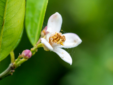 Close up lemon tree flower