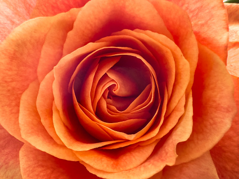 Full frame photograph of an orange rose