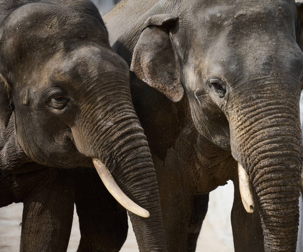istock Two adult elephants walk in nature, spring day 1476019628