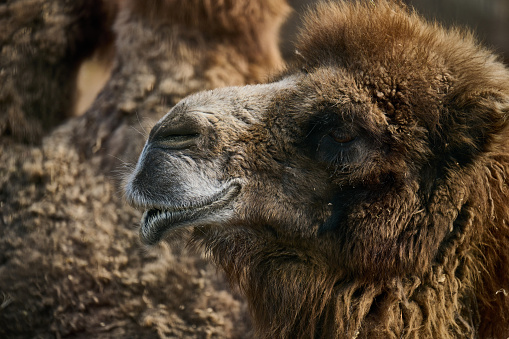 Portrait of an adult brown camel on a spring day