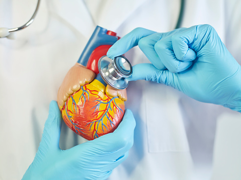 Doctor Holding and listening to a human heart model