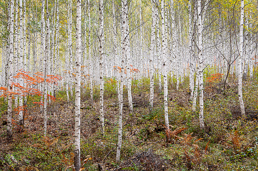 Blooming Birch tree on the lake shore in a sunny spring day. Young bright green leaves on birch tree branches close-up. White birch trunk in focus on a blurry blue water background. Spring birch in bright sunlight close up. Bright white birch tree close up. Birch trunk in focus on a blurry background. Birch trunk texture close up. Spring forest background.