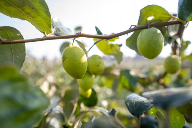 A close-up of a green jujube on a fruit tree