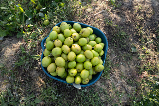 Green Jujubes picked from baskets on the ground in the orchard