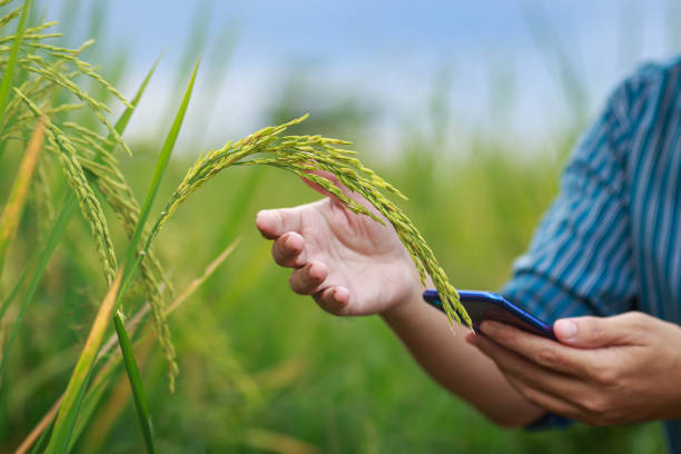 istock Farmer use application in smartphone technology for checking growth result in agriculture business 1476027193