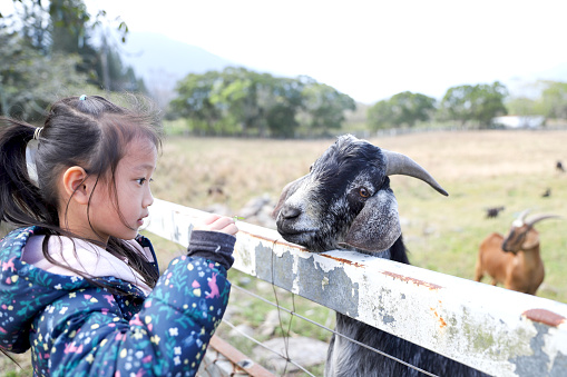 an Asian girl feeding goats to eat grass in the zoo