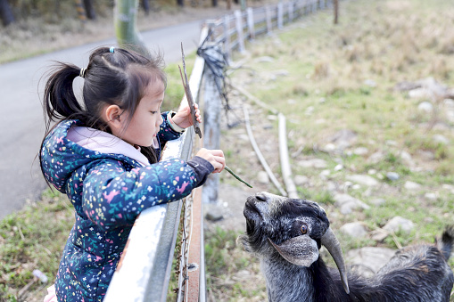 an Asian girl feeding goats to eat grass in the zoo