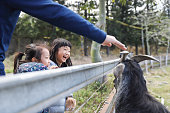 Asian father and daughter feeding goats to eat grass in the zoo