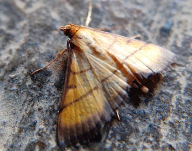 macro photo of false white pest insect - moth black artificial wing wing imagens e fotografias de stock