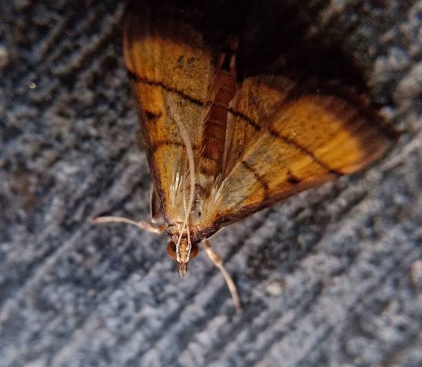 macro photo of false white pest insect - moth black artificial wing wing imagens e fotografias de stock