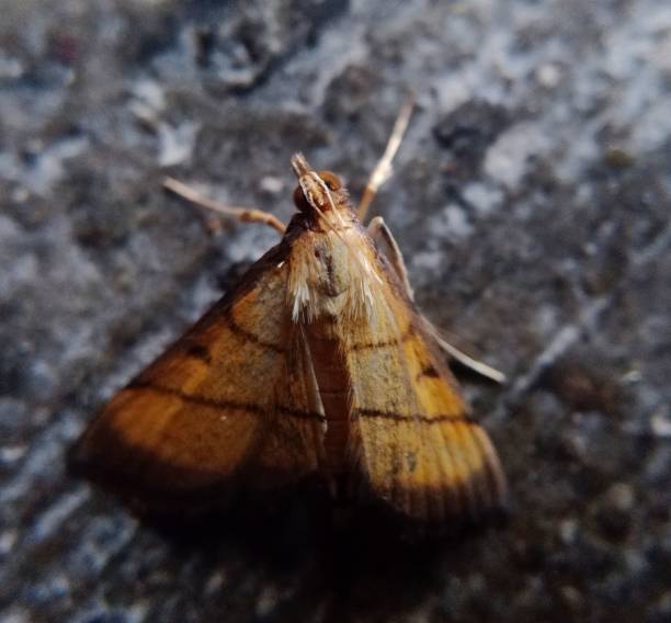 makro zdjęcie fałszywego białego szkodnika owada - moth black artificial wing wing zdjęcia i obrazy z banku zdjęć