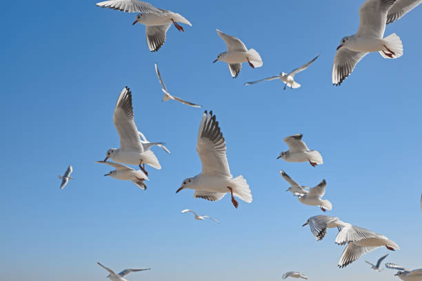 istock White seagulls soaring in the air against the blue sky 1476041263