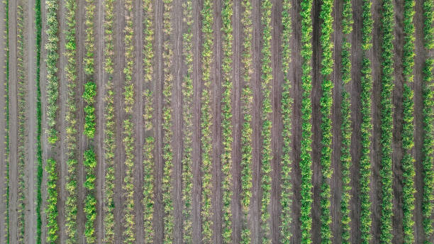 istock Apple trees of different ages planted in rows in the field 1476046246