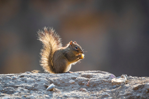 Wild gray squirrel (Sciurus carolinensis) eating nuts in woodland in Pembrokeshire, Wales.