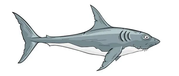 Vector illustration of Toothy white shark