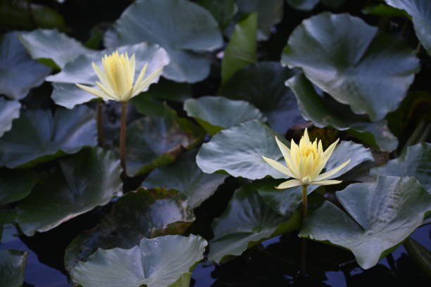istock yellow lotus flower 1476060774