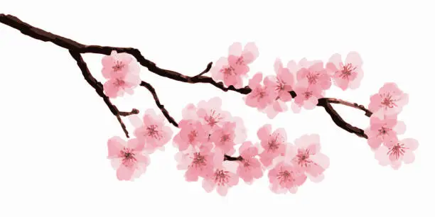Vector illustration of Japanese cherry blossoms, sakura, spring flowers