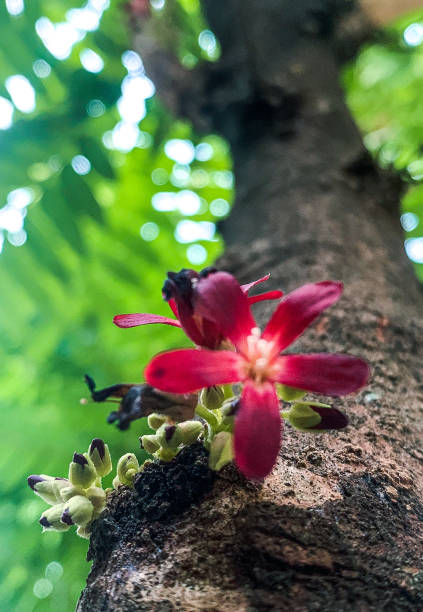istock small red flowers perched on a tree trunk tamarind 1476068480