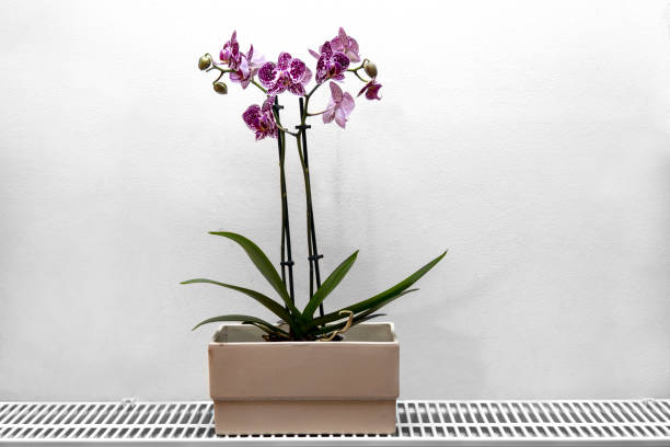istock Potted pink phalaenopsis orchid on white background 1476069867