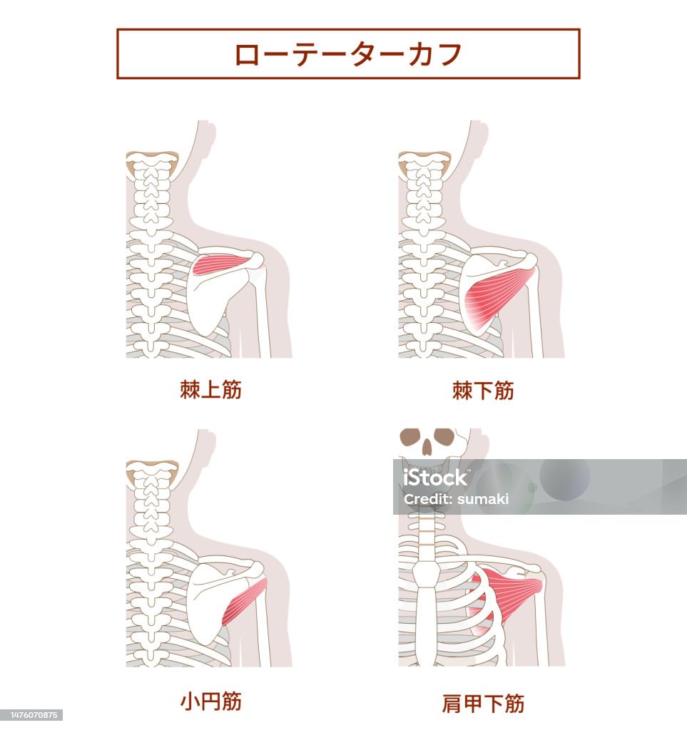Illustration Of The Anatomy Of The Rotator Cuff Stock Illustration ... Biology Diagrams
