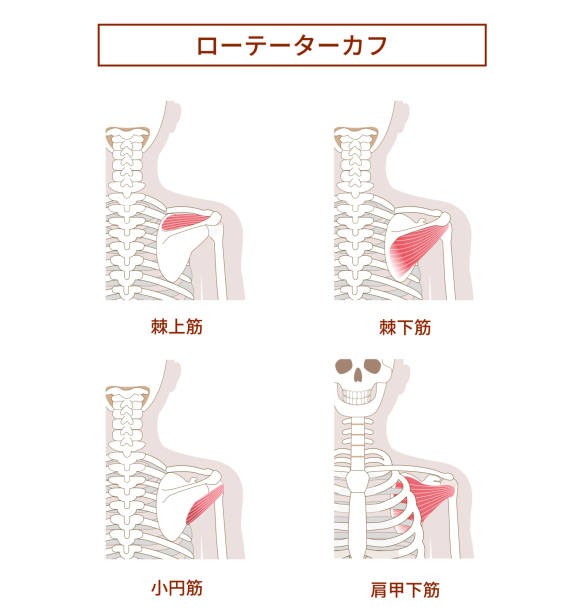 Illustration of the anatomy of the Rotator Cuff Illustration of the anatomy of the Rotator Cuff 背中 stock illustrations