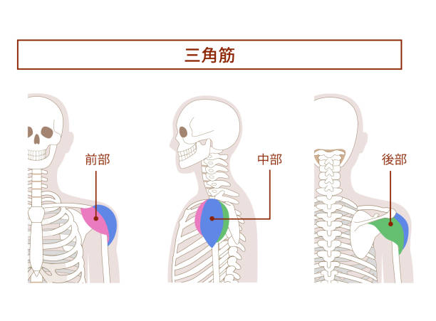 Illustration of the anatomy of the deltoid muscle  from tthe side and back Illustration of the anatomy of the deltoid muscle  from tthe side and back 背中 stock illustrations