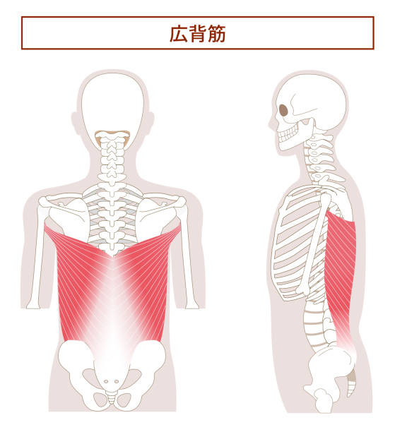 Illustration of the anatomy of the Latissimus dorsi muscle from tthe side and back Illustration of the anatomy of the Latissimus dorsi muscle from tthe side and back 背中 stock illustrations