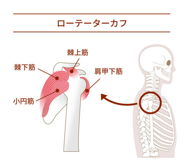 Illustration of the anatomy of the Rotator Cuff from tthe side Illustration of the anatomy of the Rotator Cuff from tthe side 背中 stock illustrations