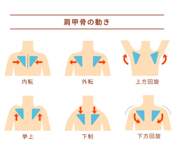 Movement of the scapula Muscular action Movement of the scapula Muscular action 背中 stock illustrations